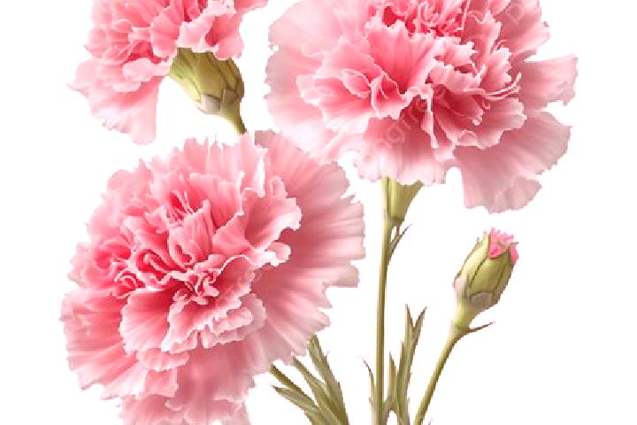 escort Carnation