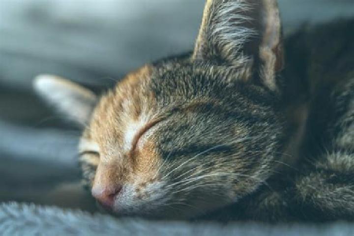 escort Cat