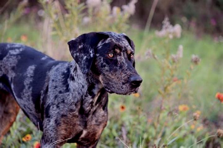 escort Catahoula