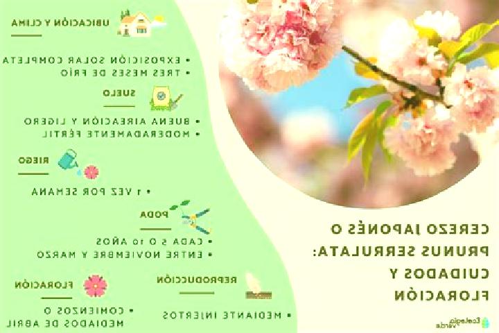 escort Cerezo