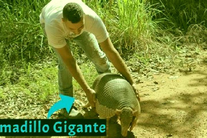 escort Cerro Armadillo Grande