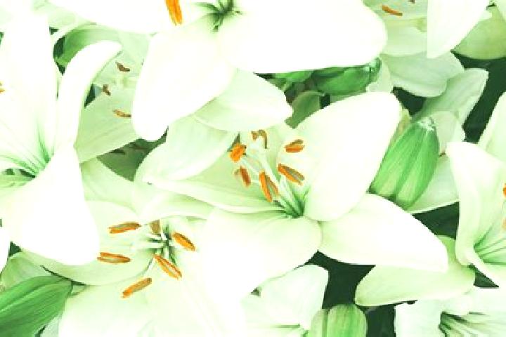 escort Cerros Blancos