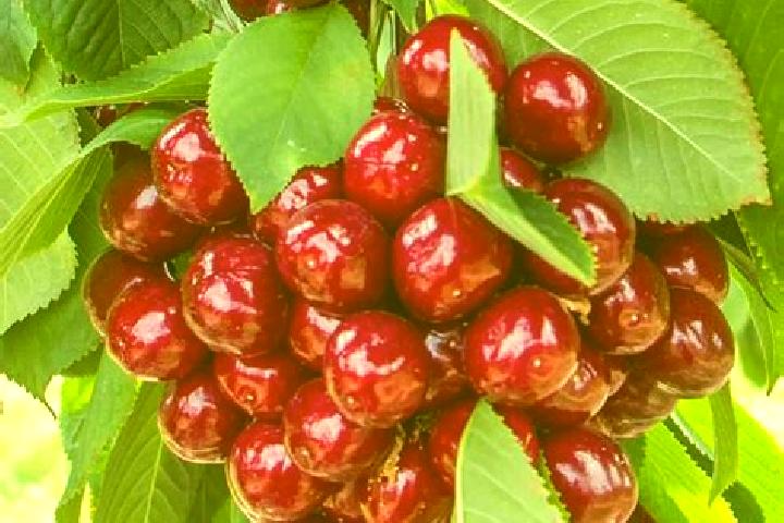 escort Cherry Tree