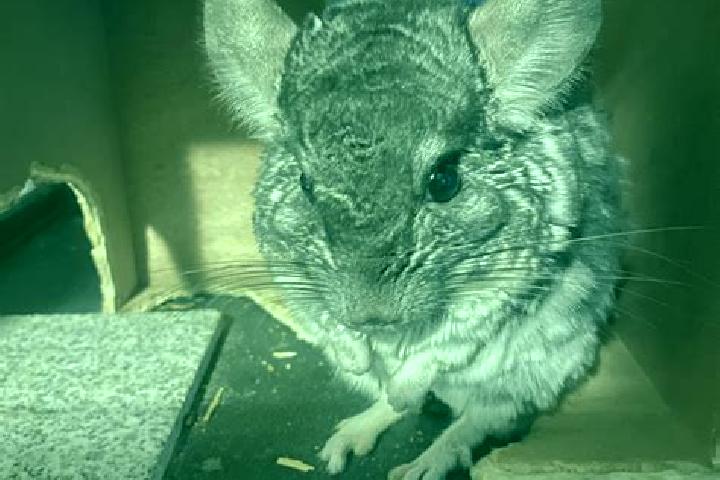 escort Chinchilla