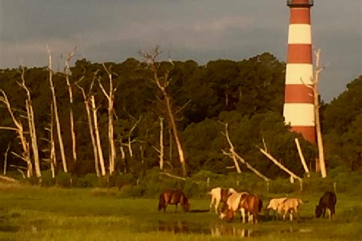 escort Chincoteague