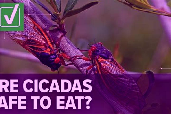 escort Cicadas