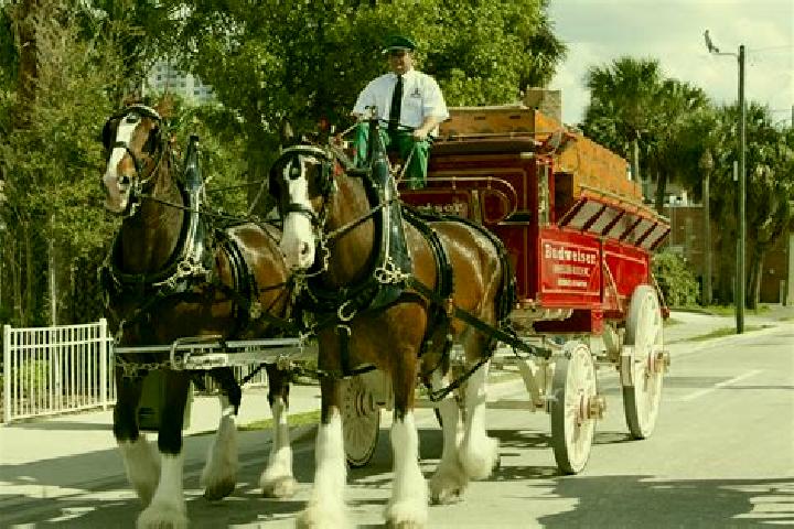 escort Clydesdale