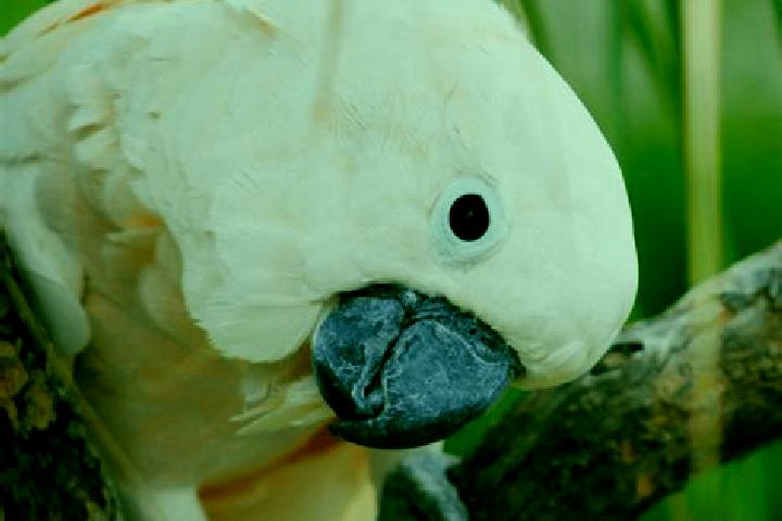 escort Cockatoo