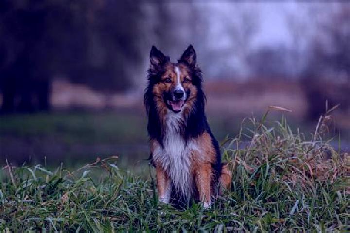 escort Collie
