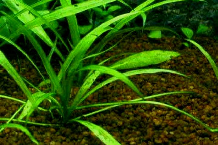 escort Concordia Sagittaria
