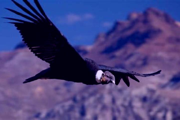 escort Condor Cerro