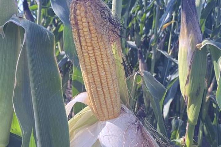 escort Corn