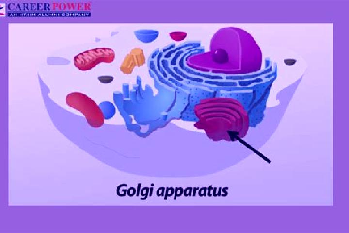 escort Corteno Golgi