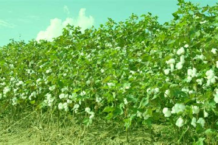 escort Cotton Plant