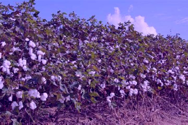 escort Cotton Tree
