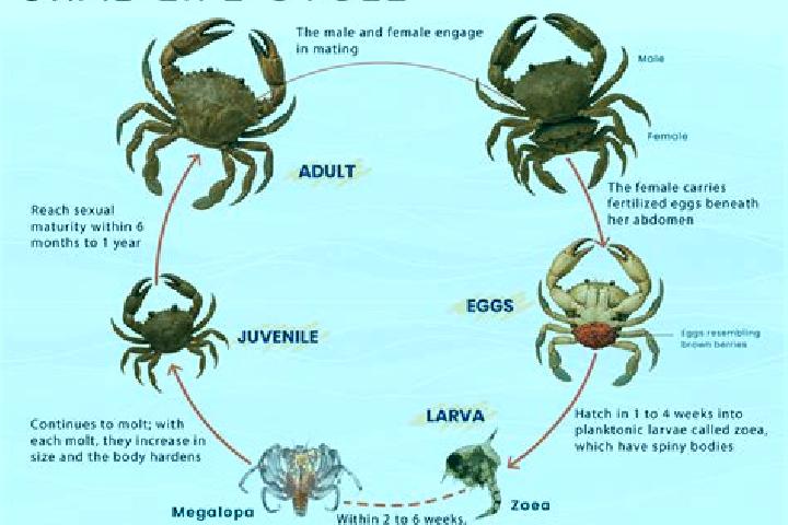 escort Crab Orchard