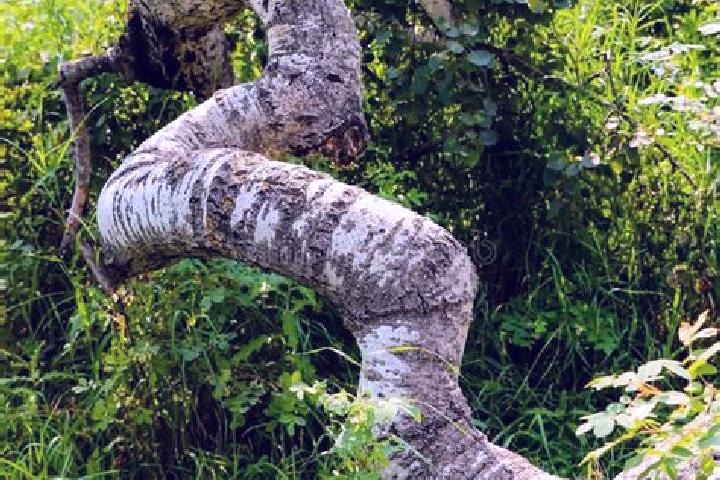 escort Crooked Tree