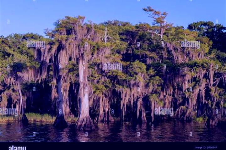 escort Cypress Lake
