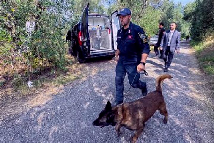 escort Dagli