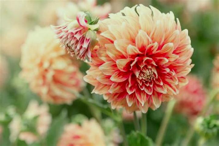 escort Dalias