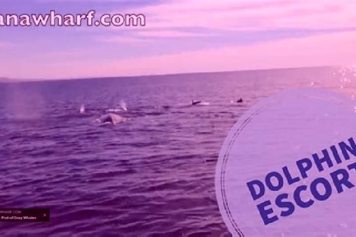 escort Dana Point