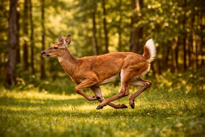 escort Deer Run