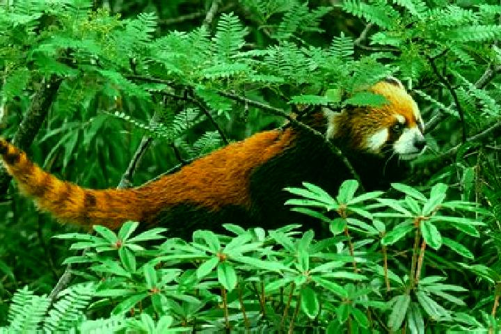escort Dieren