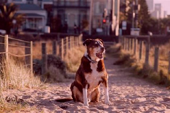 escort Dog City