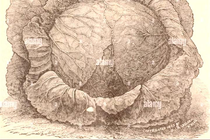 escort Double Head Cabbage