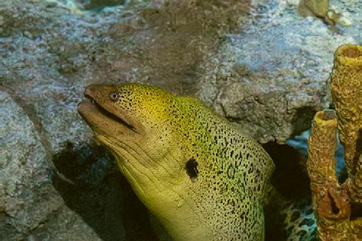escort Eel Ground