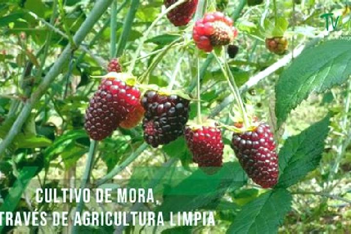 escort Ejido de Moras
