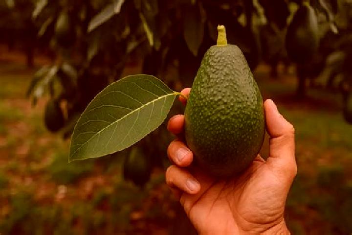 escort El Aguacate