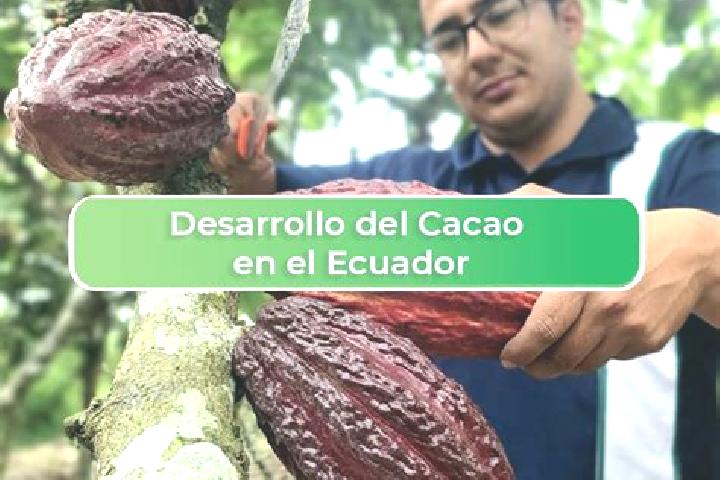 escort El Cacao