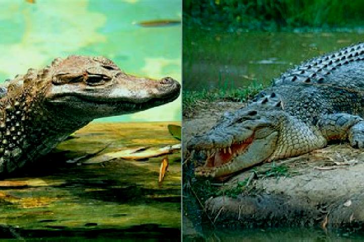 escort El Caiman