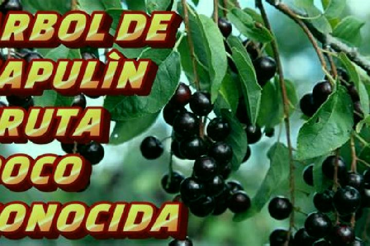 escort El Capulin Tercera Seccion