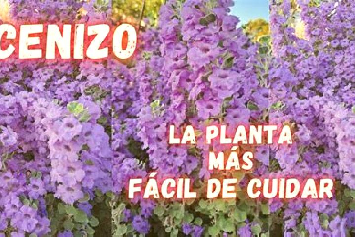 escort El Cenizo