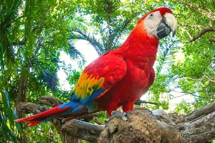 escort El Guacamayo