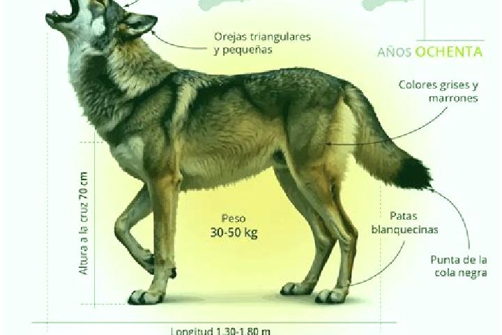 escort El Lobo