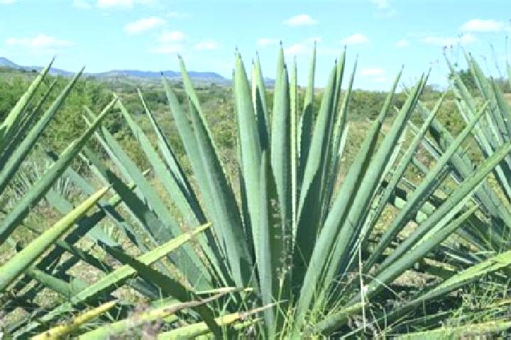 escort El Maguey
