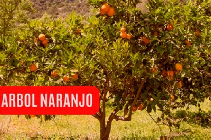 escort El Naranjillo