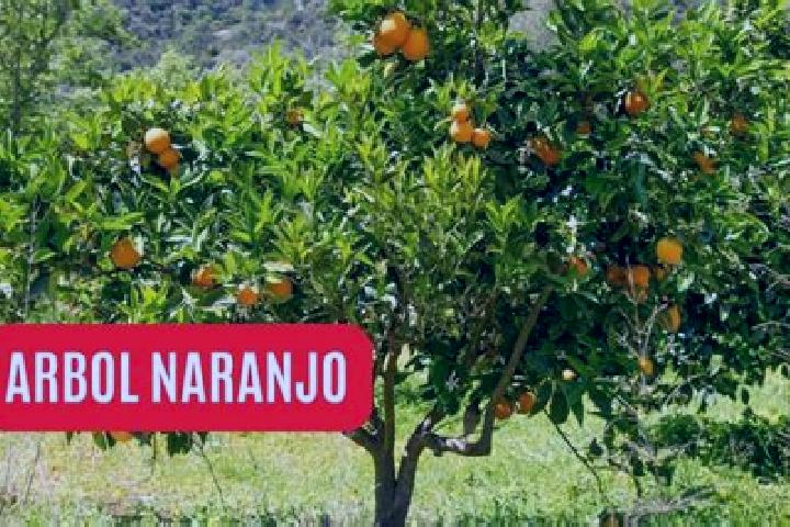 escort El Naranjo