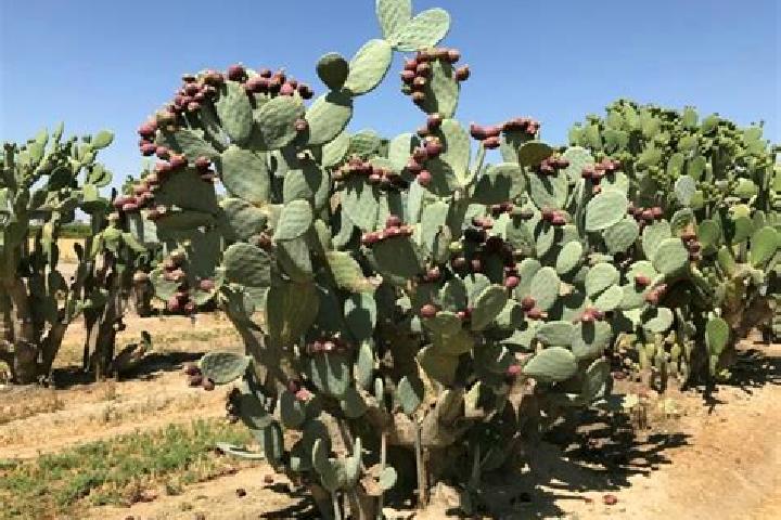 escort El Nopal