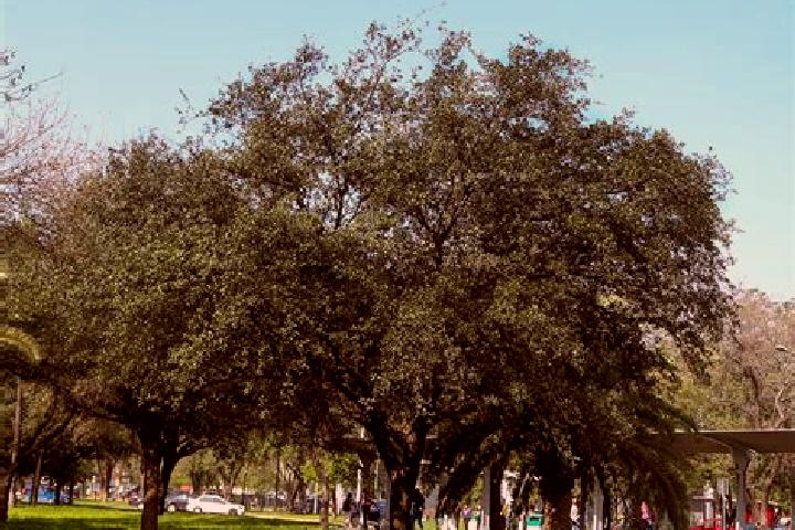 escort El Nuevo Encino (El Encino)