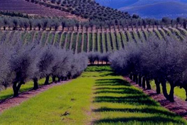 escort El Olivar