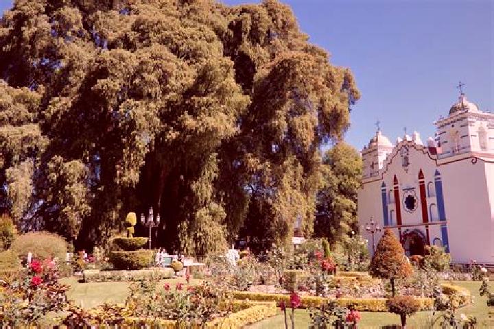 escort El Tule