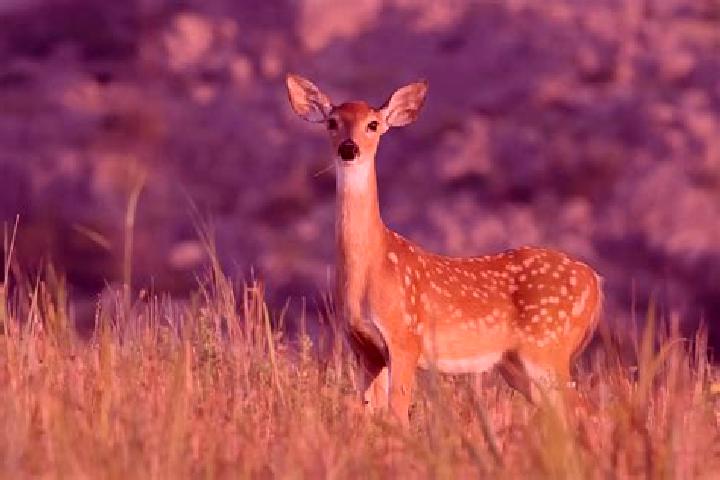 escort El Venado