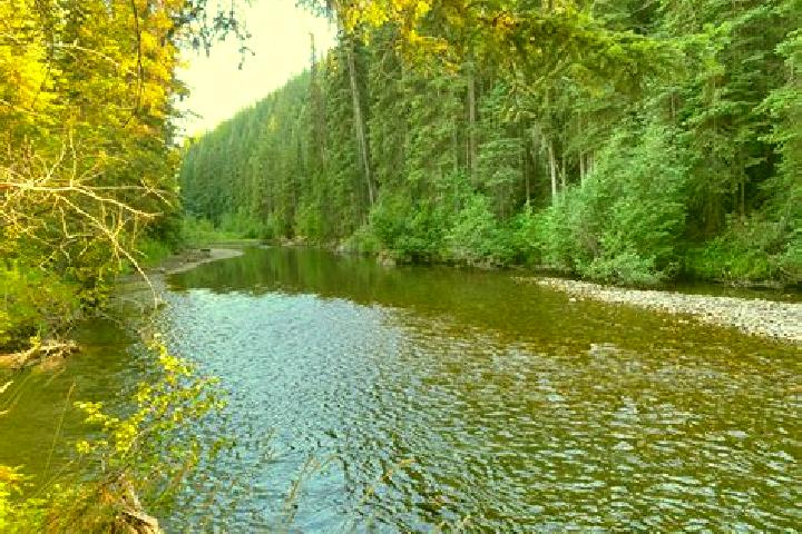 escort Elk Creek