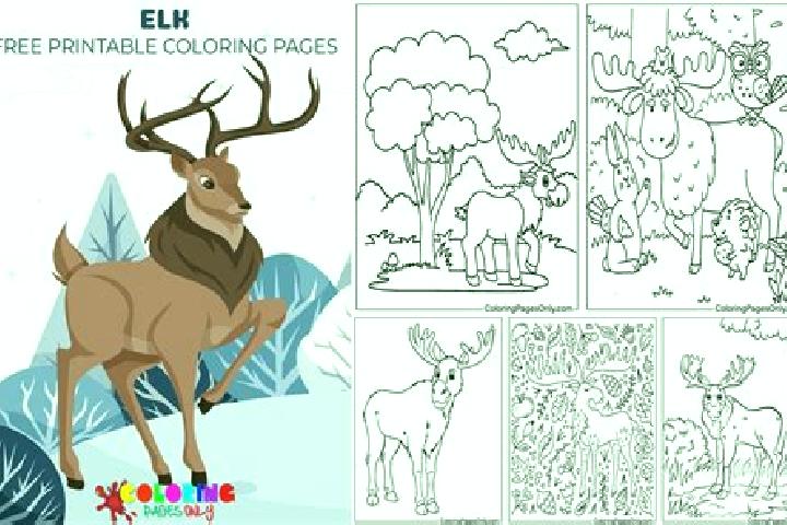 escort Elk Plain