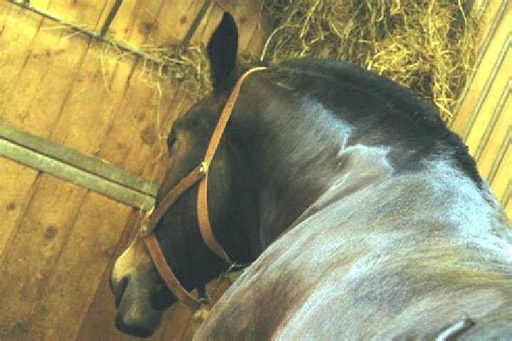 escort Espaly-Saint-Marcel