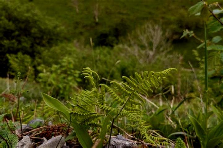 escort Fern Prairie